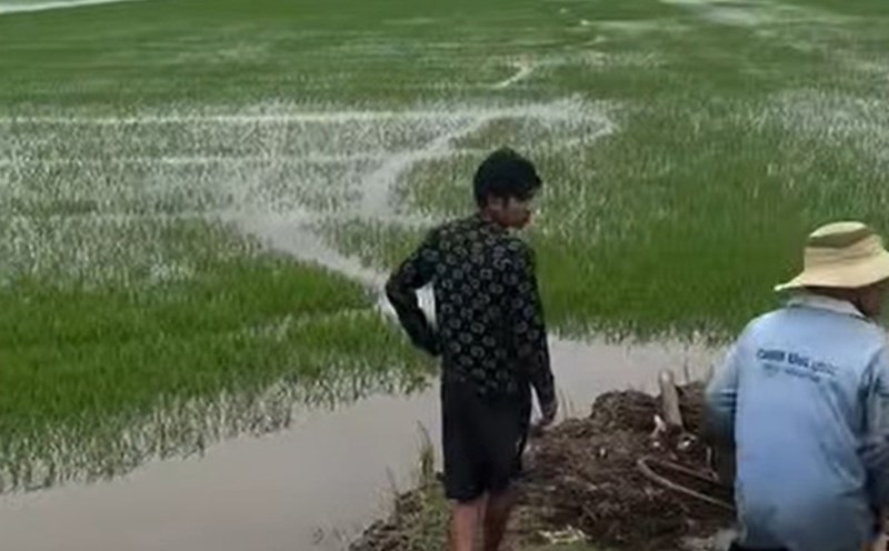 The dike breach in Hau Thanh commune (Tay Ninh province) affected dozens of hectares of rice. Photo: Cut from video provided by the people