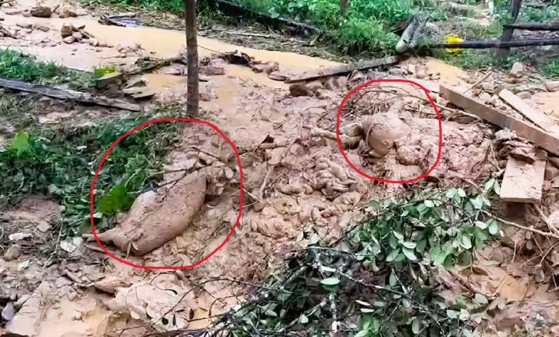 Gia suc cua nguoi dan vung cao Da Nang bi dat da sat lo vui lap. Anh: Ngo Lac