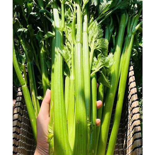 Warm celery water can help eliminate kidney stones. Photo: Quang Minh.