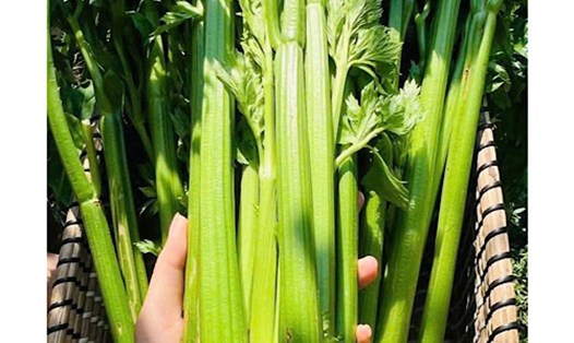 Nước cần tây ấm có thể hỗ trợ đào thải sỏi thận. Ảnh: Quang Minh.