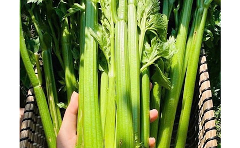 Warm celery water can help eliminate kidney stones. Photo: Quang Minh.