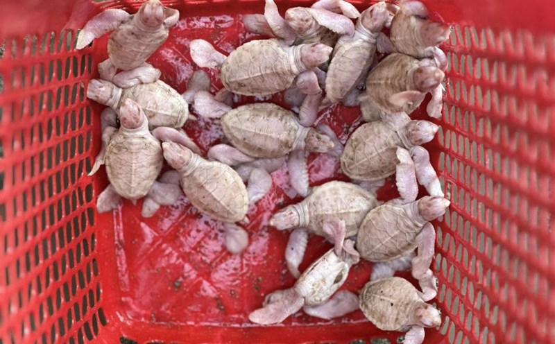 albino sea turtles are hatched and successfully released into the sea in Con Dao. Photo: Van Phai