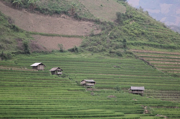 赤本に割り当てられた土地が現実と一致しないことに人々は気づきましたが、どのように解決すればよいでしょうか?写真：シュエン・ドン