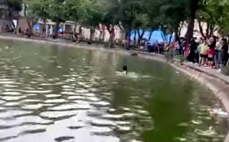 The incident occurred at Hoan Kiem Lake (Hanoi) on the morning of October 25. Photo: S.Lam