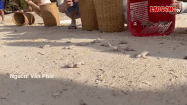 흰색 바다거북 14마리를 자연 환경으로 방생. 사진: Van Phai