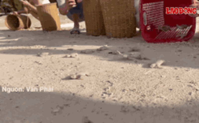 Release 14 albino sea turtles into the natural environment. Photo: Van Phai