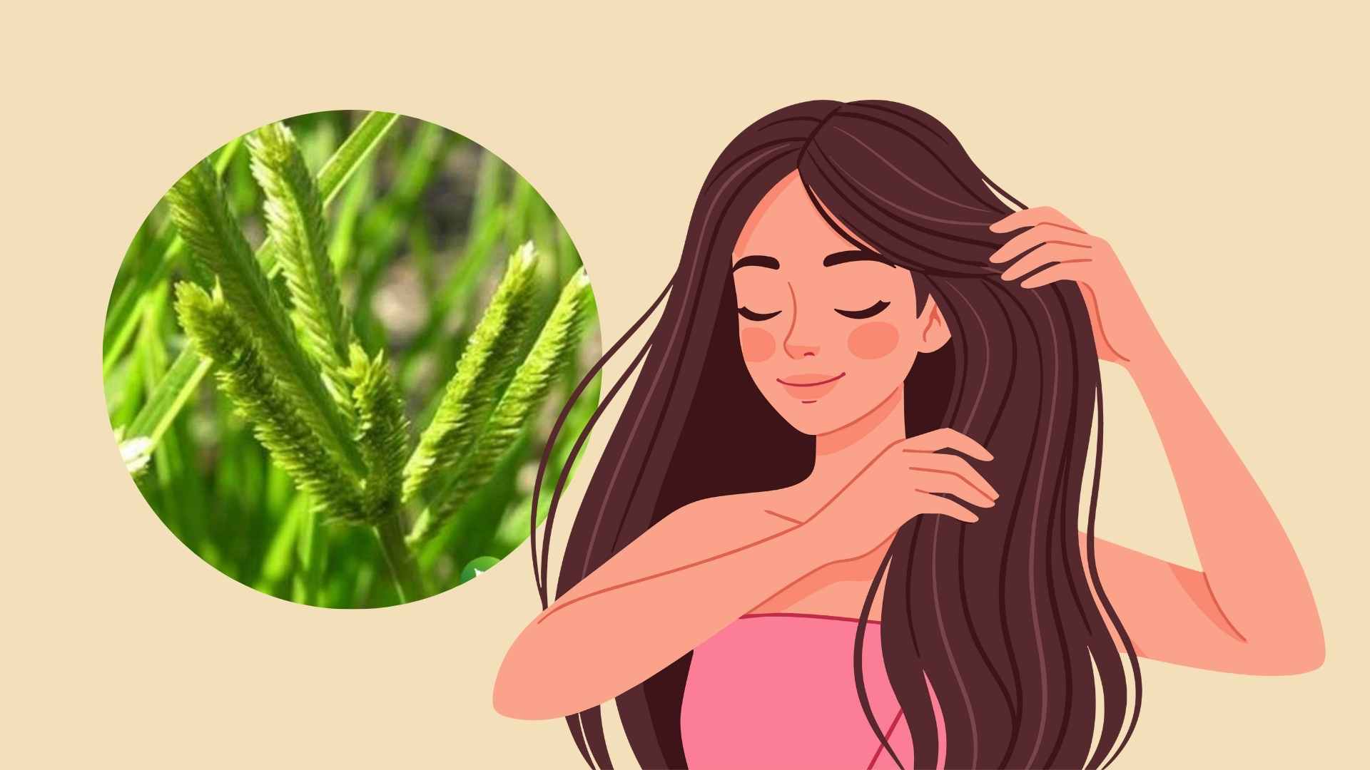 Beetroot grass helps hair grow quickly, thick and strong. Graphic photo: Hoang Loc