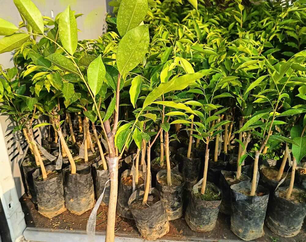 The "Hai Nam Bridge" tree variety is being advertised for sale on social networks. Photo: Phu Trach Commune Police