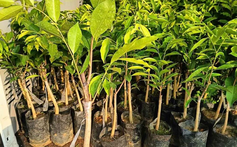 The "Hai Nam Bridge" tree variety is being advertised for sale on social networks. Photo: Phu Trach Commune Police