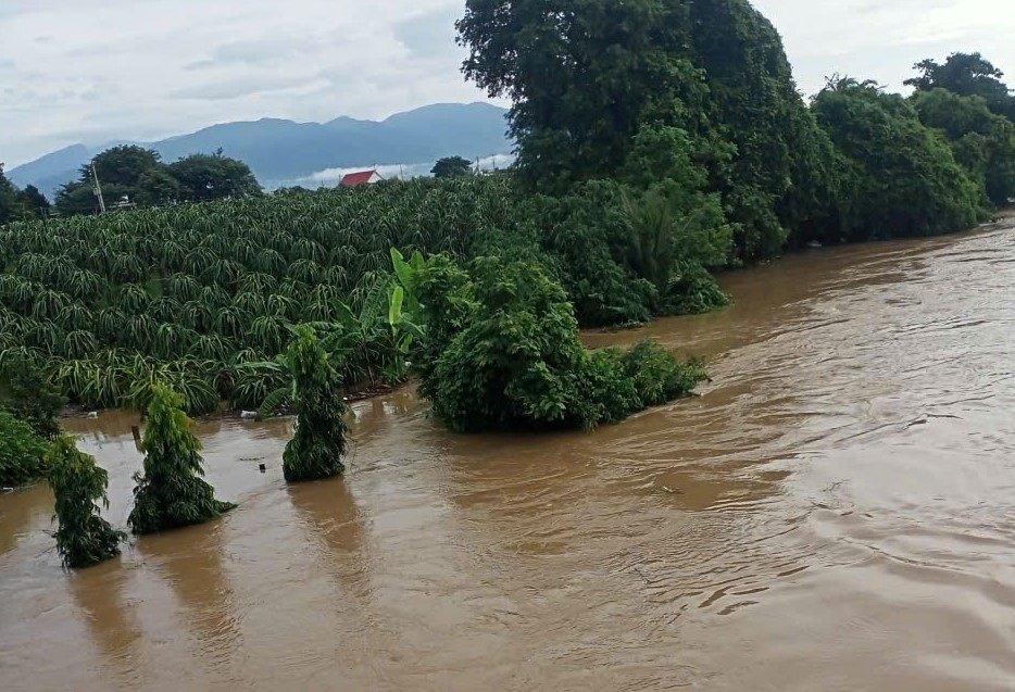 Cay trong bi ngap nang tai xa Ham Thuan Bac. Anh: Nguoi dan cung cap