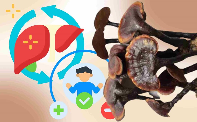 Unexpected natural medicinal herb helps detoxify the liver, stabilize blood pressure