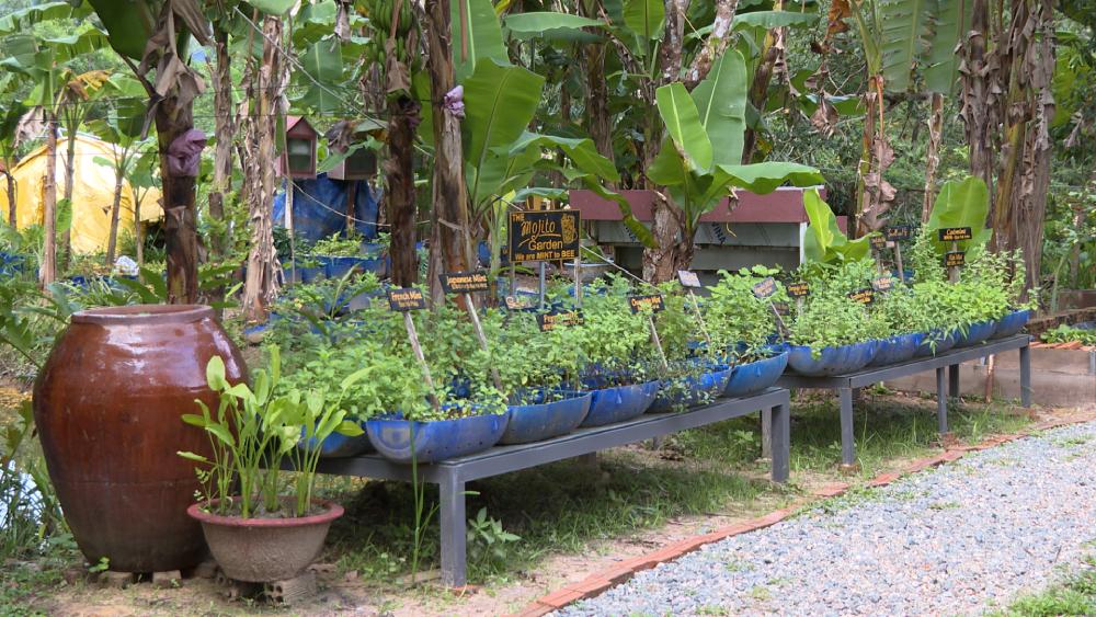 Rac thai huu co duoc xu ly, u thanh phan bon tu nhien cho cay an trai, cay hoa, rau xanh va cac loai cay duoc lieu. Anh: Nam Phuong