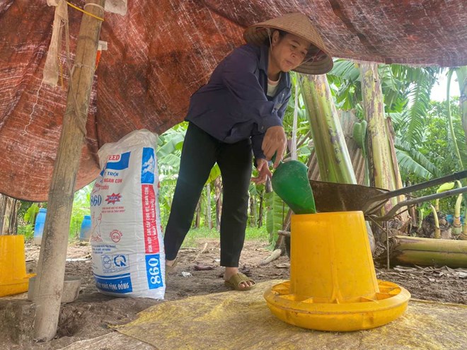 Ba Tran Thi Thanh Hai tat bat voi cong viec tai trang trai chan nuoi o xa Phu Thai, Hai Phong. Ảnh: Nam Trieu