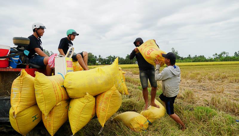 In the first 8 months of 2025, Can Tho City exported more than 1.2 million tons of rice. Photo: Phuong Anh
