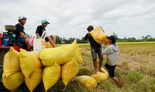 8 tháng đầu năm 2025, TP Cần Thơ đã xuất khẩu hơn 1,2 triệu tấn gạo. Ảnh: Phương Anh