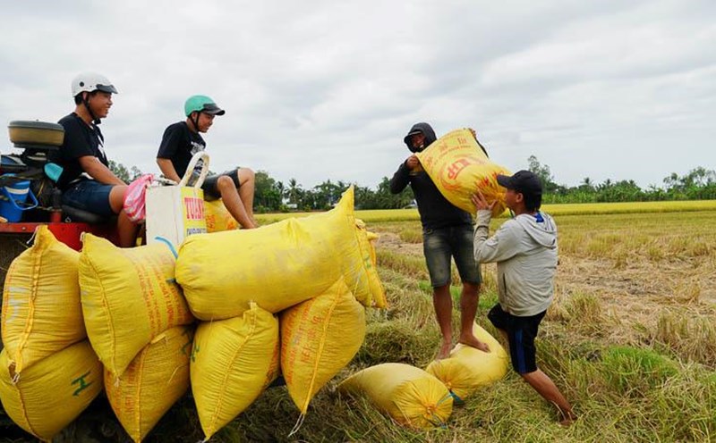 In the first 8 months of 2025, Can Tho City exported more than 1.2 million tons of rice. Photo: Phuong Anh