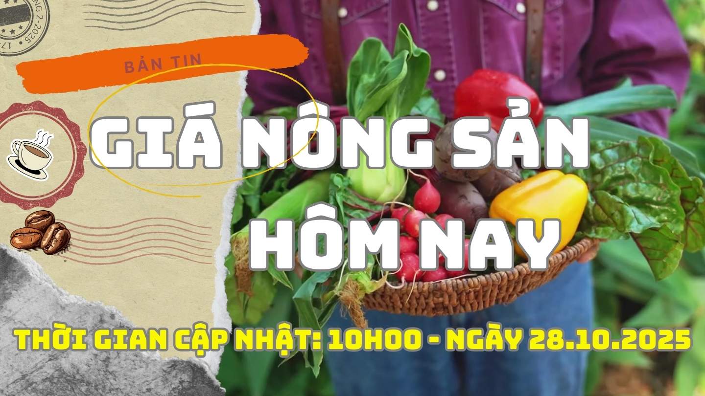 Agricultural product prices today, October 28: Coffee prices drop sharply after a series of price increases