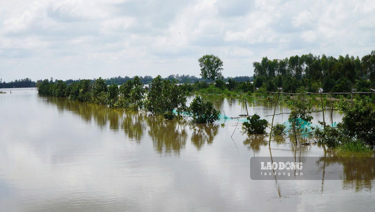 The flood peak combined with the high tide peak has affected agricultural production of people in Dong Thap province. Photo: Quyen Pham