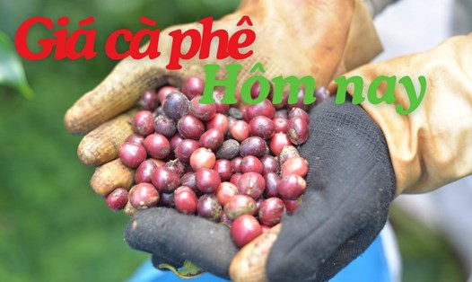 Giá cà phê hôm nay hồi phụ nhẹ. Ảnh: Đình Quang.