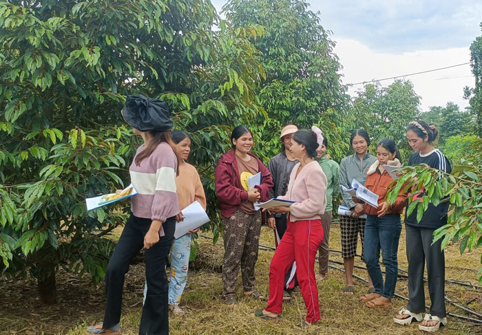노동자들이 학습 서적을 들고 두리안 정원을 방문하여 실습을 하고 있습니다. 사진: Tra My