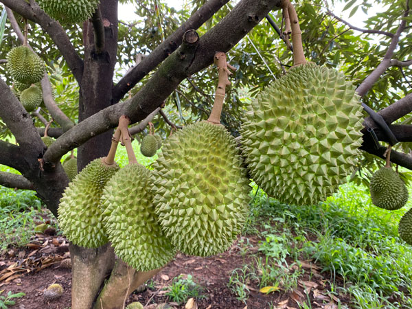 Sau rieng huu co dang duoc thi truong xuat khau nong san sach ua chuong. Anh: Tra My