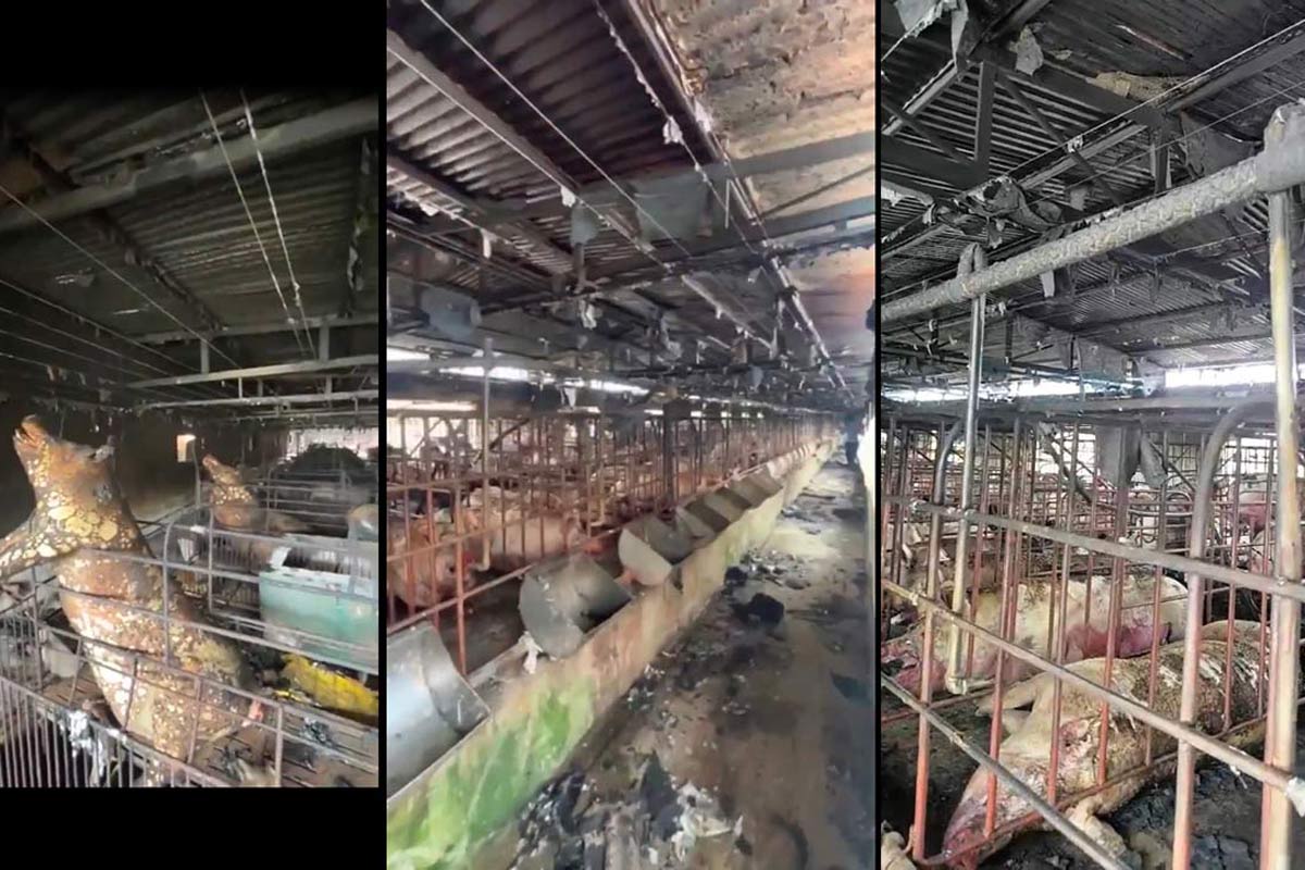 Inside the burned pig farm in Binh Khe ward, Quang Ninh province. Photo: Doan Hung