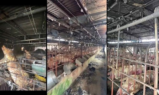 Bên trong trang trại lợn bị cháy tại phường Bình Khê, tỉnh Quảng Ninh. Ảnh: Đoàn Hưng