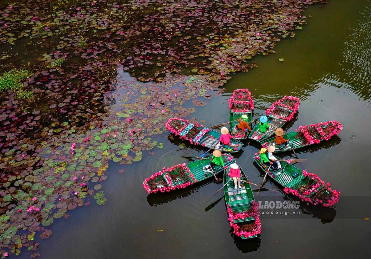 Tu tren cao nhin xuong, dong song Ngo Dong xanh biec, uon luon qua nhung day nui da voi hung vi, nhung con thuyen nhon nhip nhu thoi dua det vao buc tranh thuy mac nhung ngay nay cang tro nen lung linh, ruc ro hon boi hang van bong sung tim biec dong loat bung no.