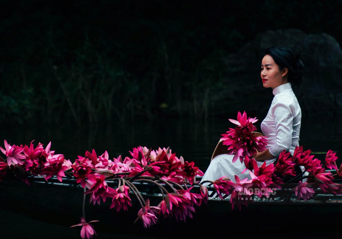 Hoa sung no ro thu hut nhieu du khach tham quan, chup anh. Chi Quynh Huong (du khach Nghe An) chia se: