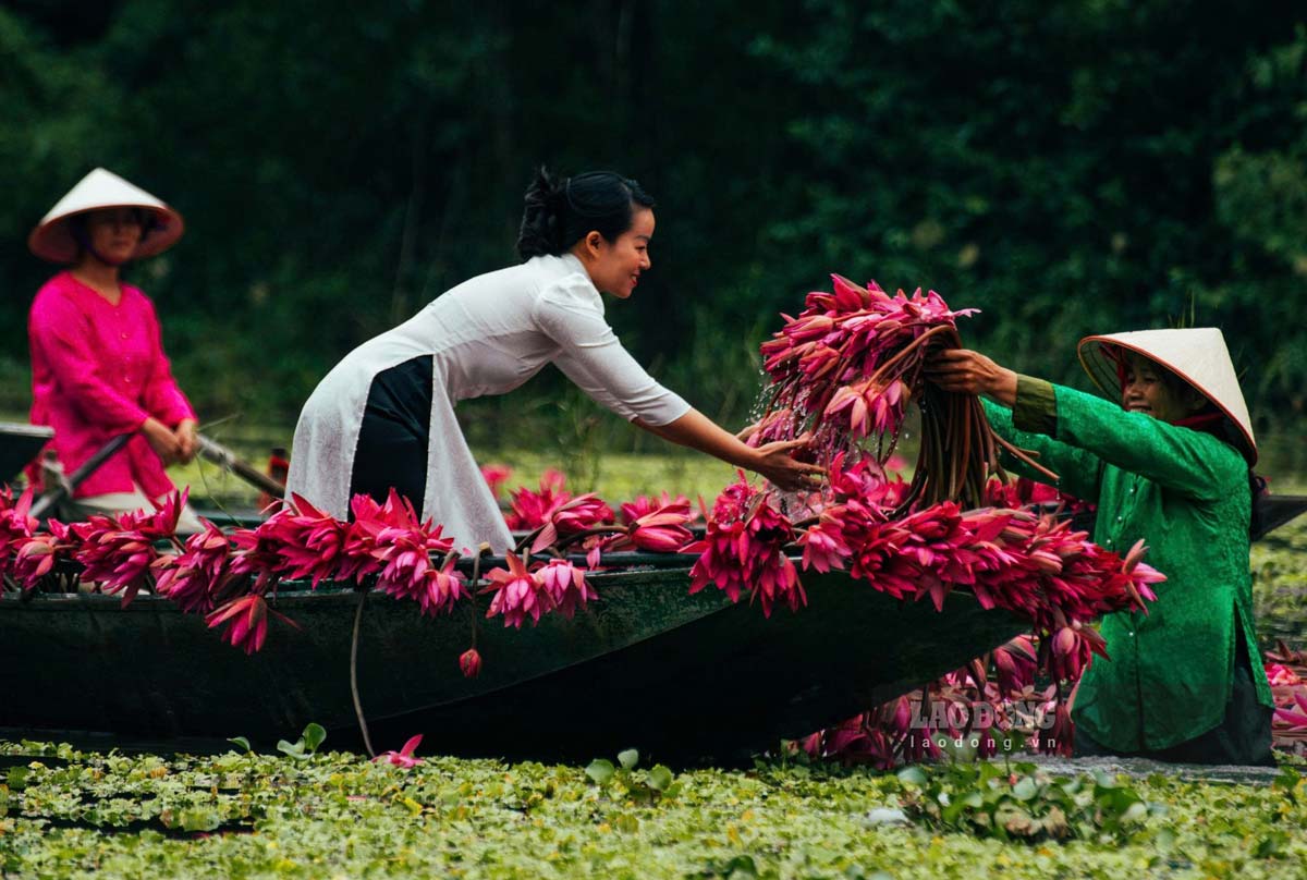 Ngoi thuyen ngam hoa sung la hoat dong duoc nhieu du khach lua chon khi den Tam Coc vao mua thu.