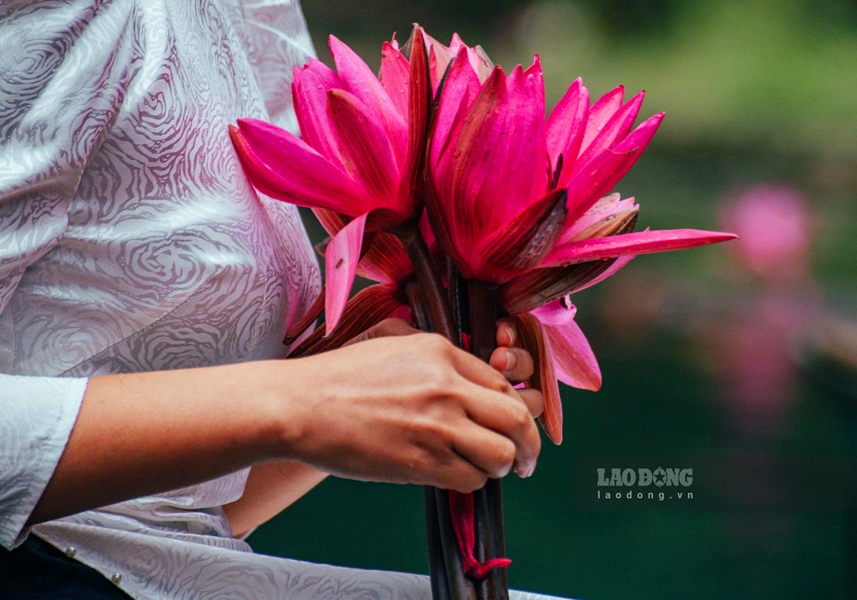 Thoi diem hoa no ro dep nhat la tu 7 gio den 10 gio sang vao thang 10 den thang 12.