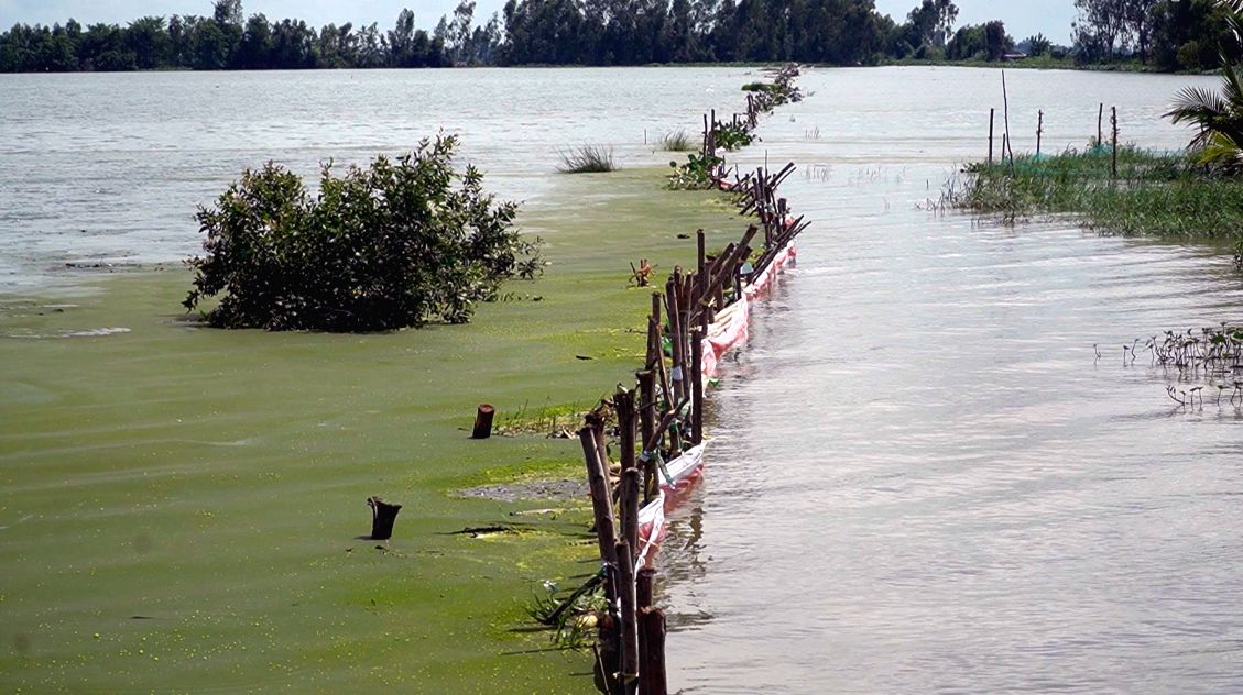 Phan con lai cua ruong lua o xa Truong Xuan sau khi bi nuoc lu gay vo de bao. Anh: Tai Ngoc