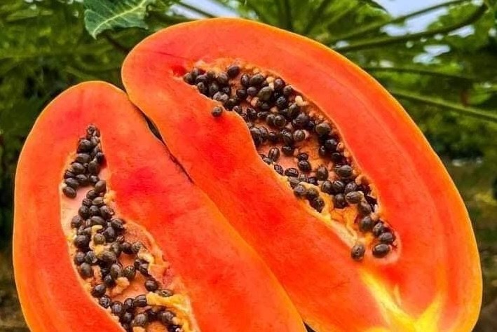 Du du est un dessert qui aide a reduire la graisse du ventre. Photo : Kieu Vu.