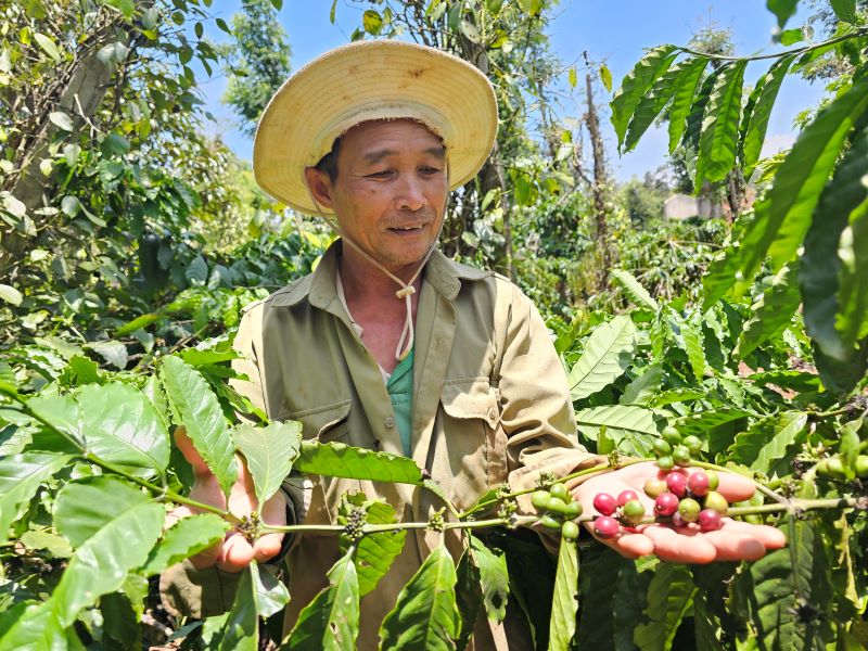Coffee trees are cared for and cherished by Dak Lak farmers. Photo: Thanh Quynh