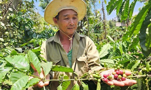 Cây cà phê được nông dân Đắk Lắk chăm chút, nâng niu. Ảnh: Thanh Quỳnh