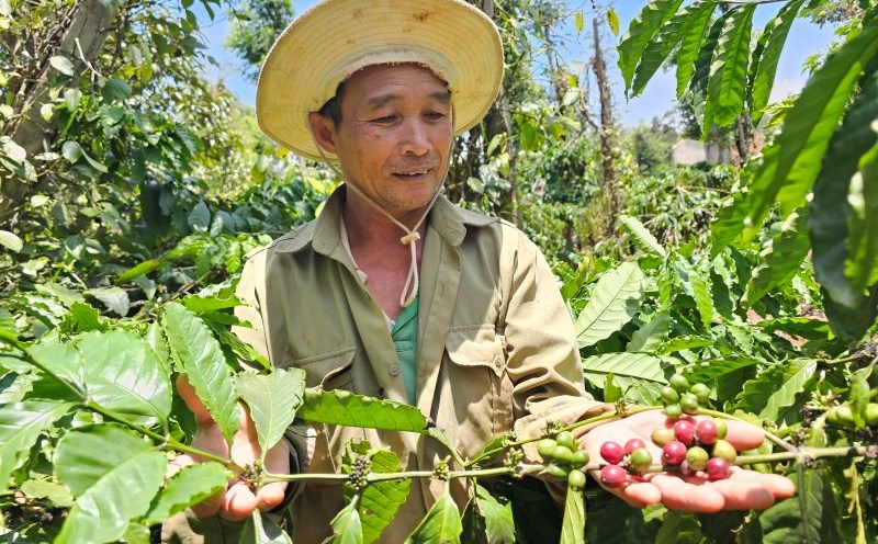 Coffee trees are cared for and cherished by Dak Lak farmers. Photo: Thanh Quynh