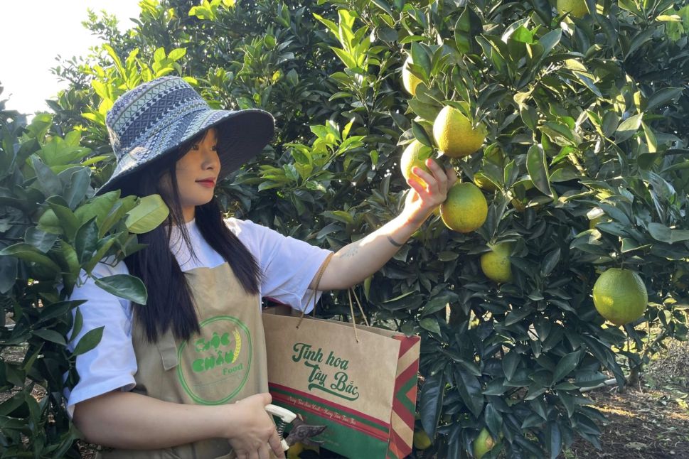 Vuon cam Ron da bat dau vao vu. Anh: Truong Son