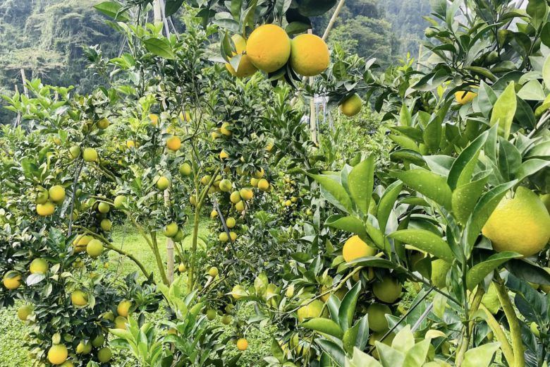 The Nai orange garden has begun to harvest. Photo: Truong Son