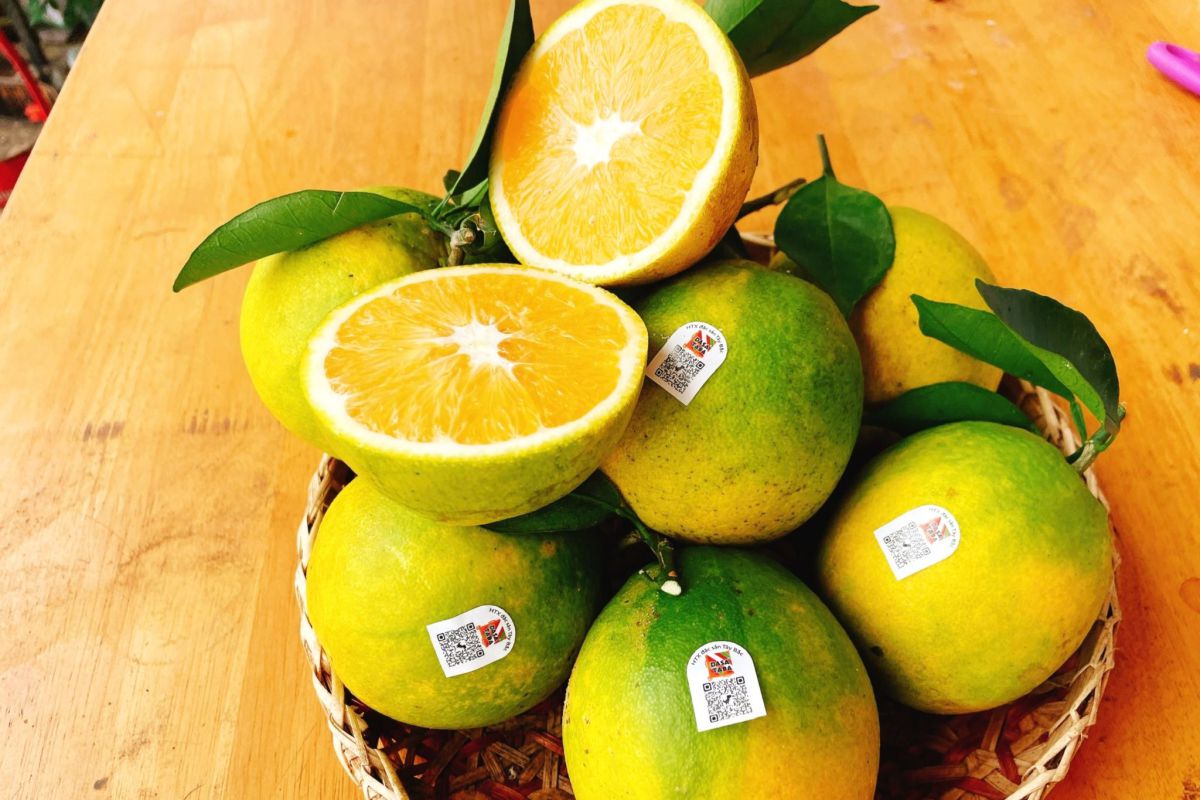 San pham cam Ron. Anh: Truong Son