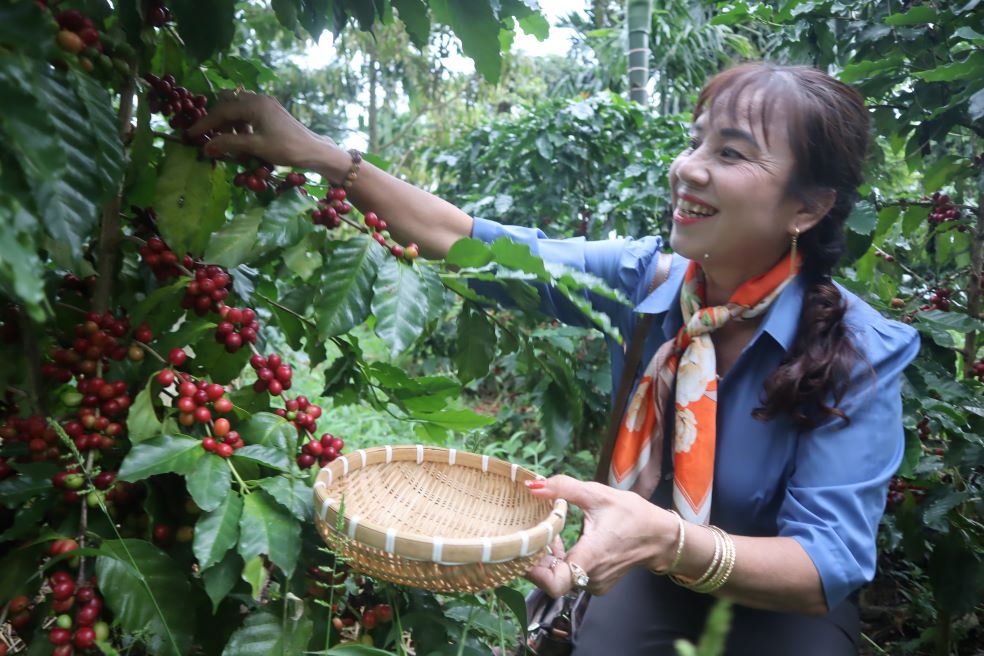 Los turistas estan encantados de ver por primera vez las semillas de cafe maduras. Foto: Thanh Quynh