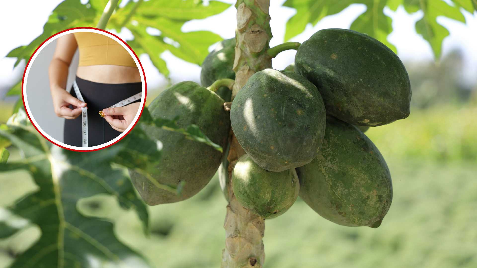 Tips for natural tips to support effective weight loss with green papaya. Graphics: Viet Hoang