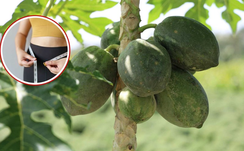 Tips for natural tips to support effective weight loss with green papaya. Graphics: Viet Hoang
