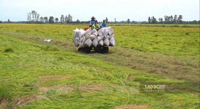 Tinh den nam 2020, gan 1 nua dien tich dat nong nghiep bi thoai hoa. Anh: Phong Linh.