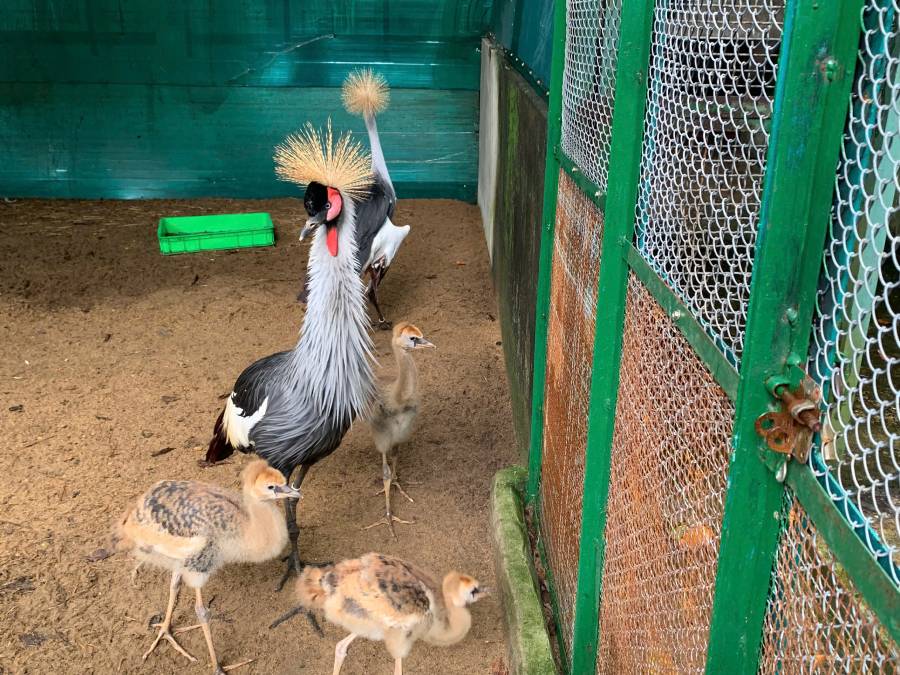 사이공 Thao Cam Vien 내부에서 왕관 두루미를 돌보는 클로즈업. 사진: Thai Bao.