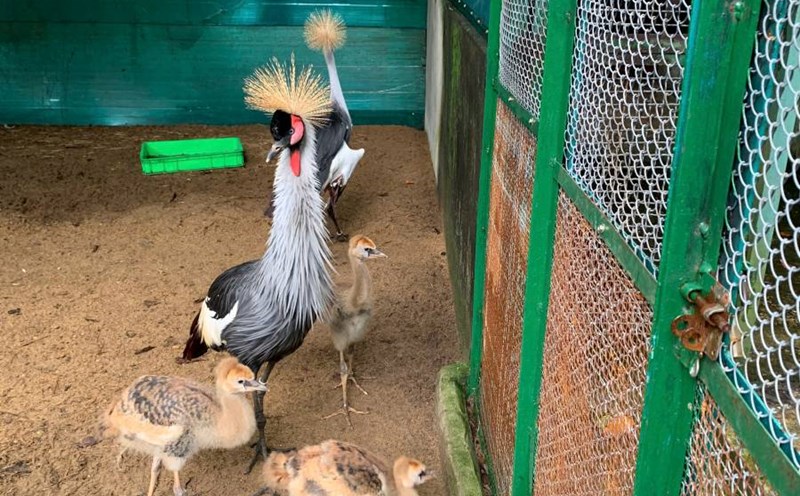 Close-up of the care of crowned cranes inside Saigon Zoo. Photo: Thai Bao.