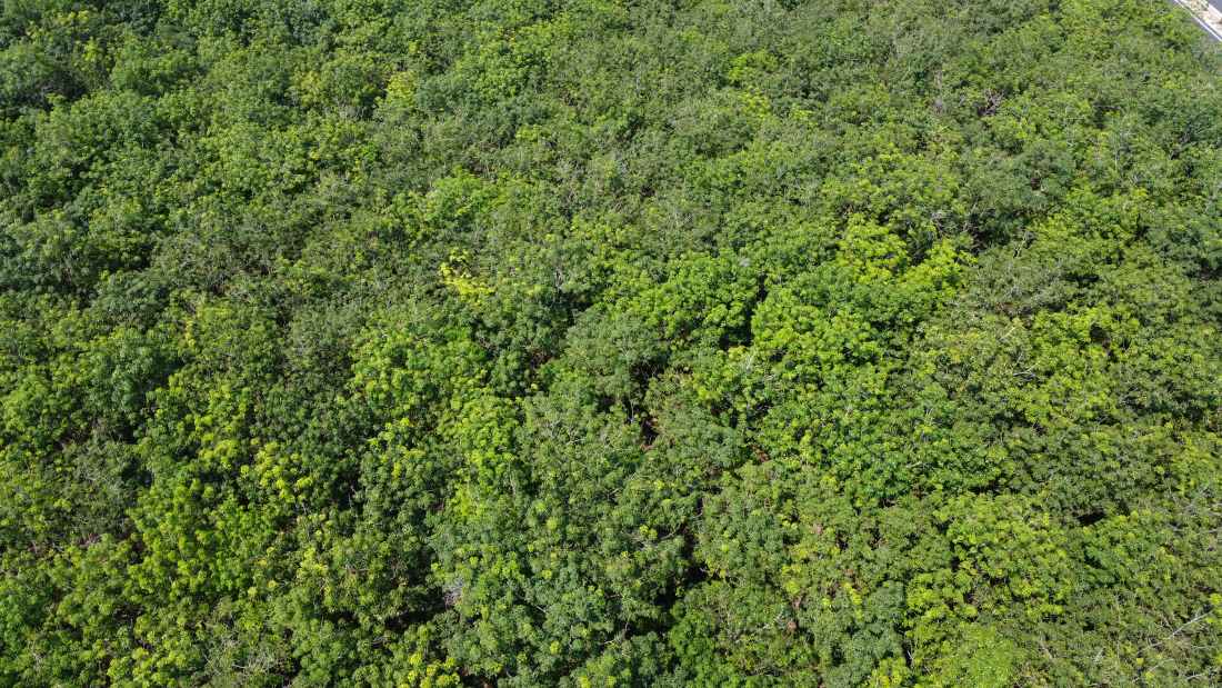 The Ho Chi Minh City Ring Road 4 project will pass through the agricultural and forestry land area of battlefield area D. Photo: Dinh Trong