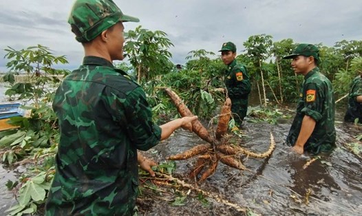 Giúp người dân thu hoạch hoa màu bị ngập.
