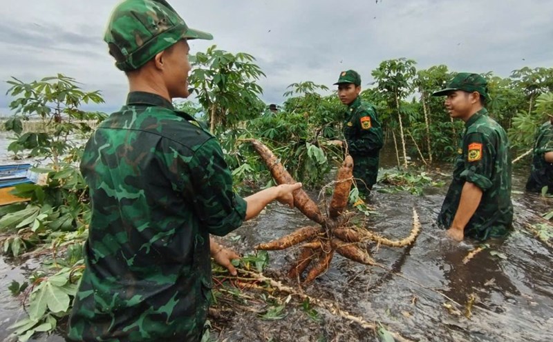 Helping people harvest flooded crops.