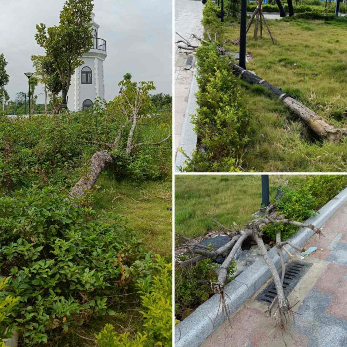 Cây cối gẫy đổ lâu ngày nhưng không được khôi phục, dọn dẹp. Ảnh: Mai Dung