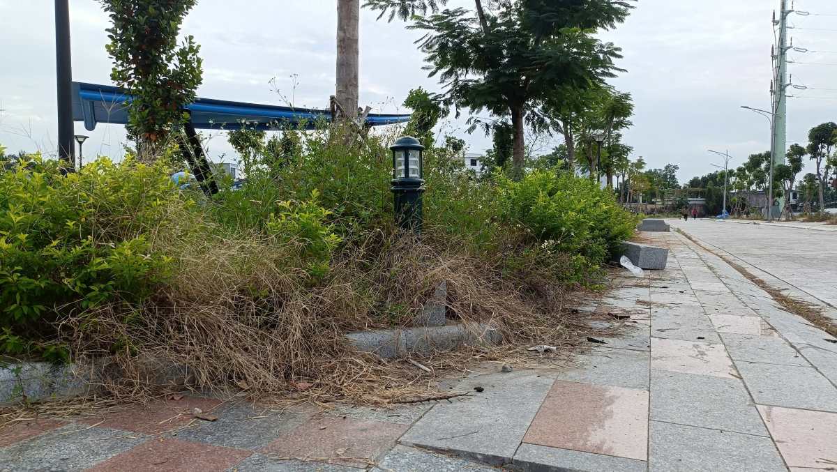 Cỏ mọc um tùm ở công viên nút giao Nam Cầu Bính, phường Hồng Bàng, Hải Phòng. Ảnh: Mai Dung
